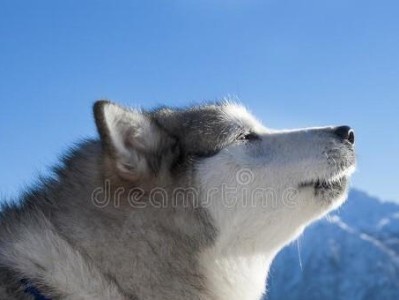 90斤阿拉斯加犬的托运之路（如何让你的宠物安全、顺利地旅行）