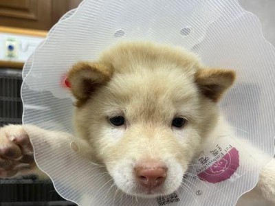 狗散步的好处与重要性（为什么我们应该让狗散步？）