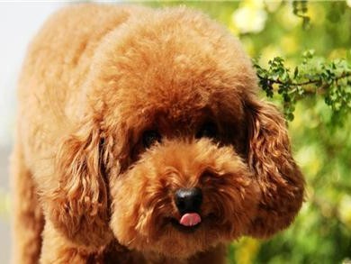 如何让你的泰迪犬听话（从宠物培训到生活细节，让你的泰迪犬成为好听众）