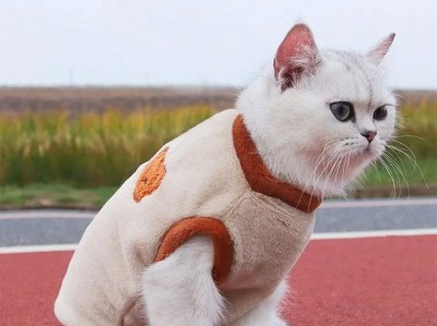 让你的猫咪安全度过冬天的几招（牢记这些技巧，保证你的猫咪在冬天依旧健康活泼）