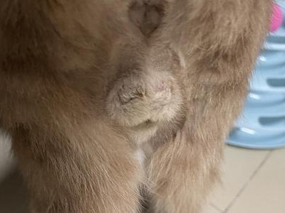 公狗节育后仍有蛋蛋？（解决疑惑，谈谈公狗节育后的情况。）