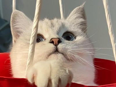 猫的喜好之谜（探索猫咪喜欢红色物品的原因及心理机制）