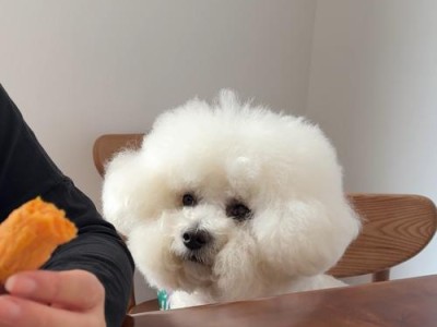 三个月的比熊饮食指南（从幼犬到成年犬，给你的比熊提供全面营养）