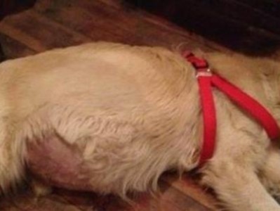 狗狗前腿关节肿了，该如何应对？（关节肿胀、不能落地的狗狗需要怎样的护理？）