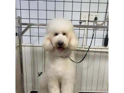 揭秘黑毛白爪狗的神秘身份（探索黑毛白爪狗的品种来源及特征）