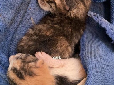 初为猫妈妈，如何照顾刚出生的小猫？（宠物护理技巧，让你做个称职的猫妈妈）