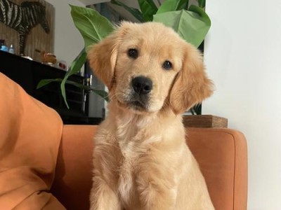20天见证金毛宝宝的成长奇迹（从可爱的球球到活泼可爱的金毛犬，20天的变化令人惊叹）
