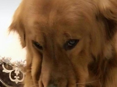 金毛后驱高的原因及影响（揭秘金毛后驱高的成因以及对犬只行为的影响）
