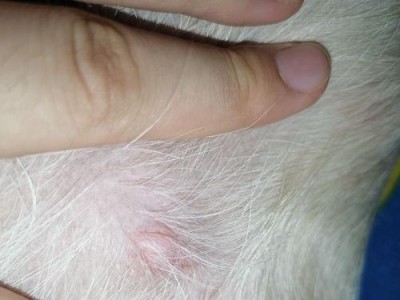 狗狗脖子下长疙瘩的原因及处理方法（如何诊断狗狗脖子下长疙瘩？如何预防和治疗？）