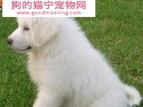 喂养大白熊犬的注意事项（宠物狗的营养需求与饮食安排）