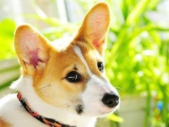 杜高犬肠胃炎（宠物不适应食物，易患胃肠炎；药物治疗和饮食管理结合是有效方式）