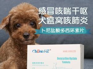 狗狗眼睛混浊（保护宠物眼睛健康的关键–正确使用药物）