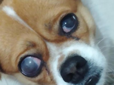 狗狗眼睛的清洁和养护，让它健康看世界（照顾狗狗的眼睛，关爱它的视觉健康）