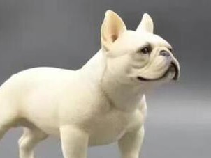 治疗法国斗牛犬胃肠炎的有效方法（以宠物为主的胃肠炎治疗指南）