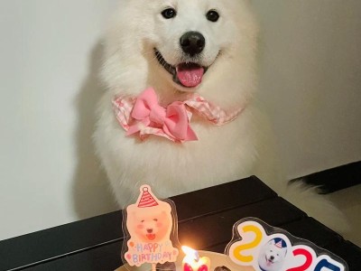 揭秘萨摩耶犬的骨架之谜（了解萨摩耶的骨架结构与发育周期）