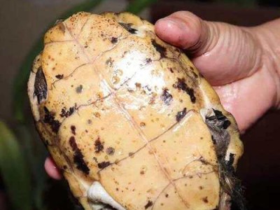 四眼斑水龟的饲养方法（以宠物为主，让你的水龟健康成长）