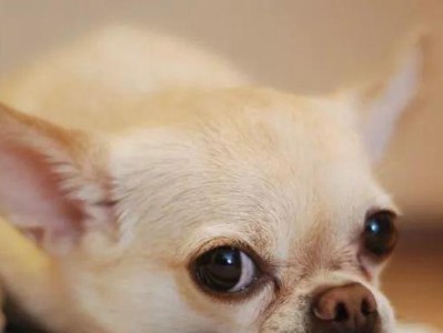 2个月幼犬感冒的症状及处理方法（了解幼犬感冒的常见症状和如何应对）