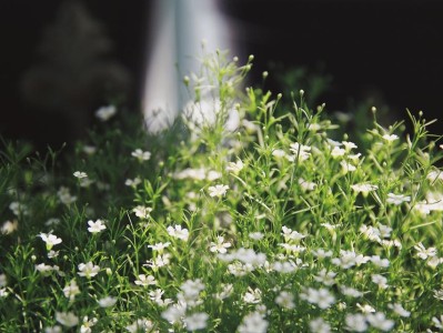 百灵鸟的多样花名（揭秘百灵鸟与各种花卉之间的奇妙联系）