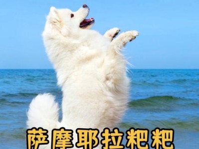 萨摩耶两个月不拉屎怎么办？（疑似生病，主人应及时采取措施）