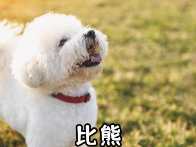 比熊的饮食搭配秘籍（为您解答比熊食物搭配的疑惑）