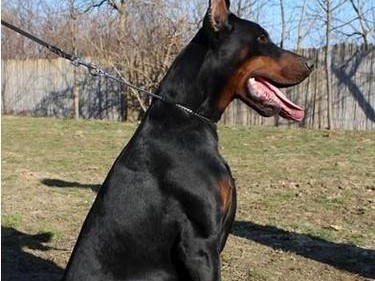 健康杜宾犬的身体标准（从头到脚，全面分析杜宾犬的身体特征）