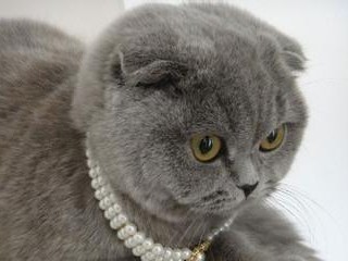 全面介绍苏格兰折耳猫的生活习性和饲养技巧(全面介绍苏格兰折耳猫的生活习性和饲养技巧)
