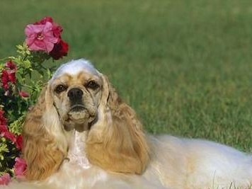 美国可卡犬的饲养方法（了解美国可卡犬，打造健康快乐的宠物生活）