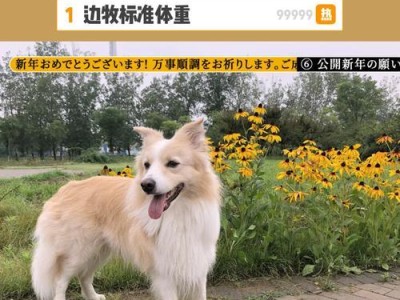 从12磅起，了解狗的体重与健康（探索狗狗体重的重要性以及如何管理）