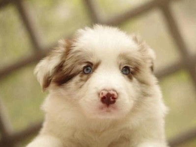 养边境牧羊犬需特别注意的水源问题（保障边境牧羊犬健康成长的关键——水源安全）