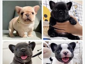 法国斗牛犬繁殖的生产资料（从选种到繁殖，了解法国斗牛犬繁殖的关键要素）
