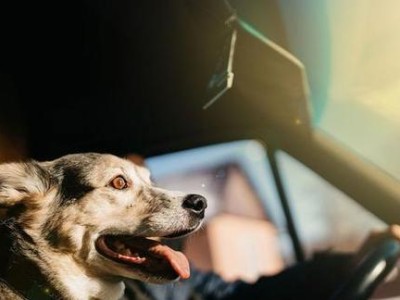 狗狗乘车注意事项（避免狗狗晕车，保障安全出行）