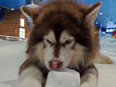 春天里的幼犬世界（探寻幼犬成长的奇妙旅程）