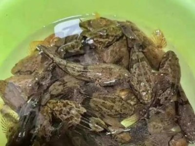 红虎头金鱼饲养全攻略（从选购到养护，一篇搞定）