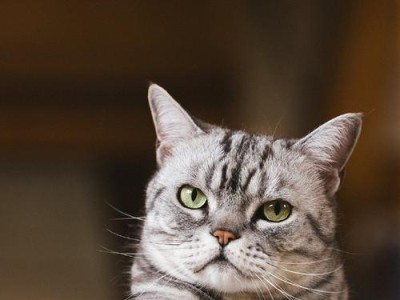 北美短毛猫的独特个性特点（一窥北美短毛猫的亲和力与温顺性）