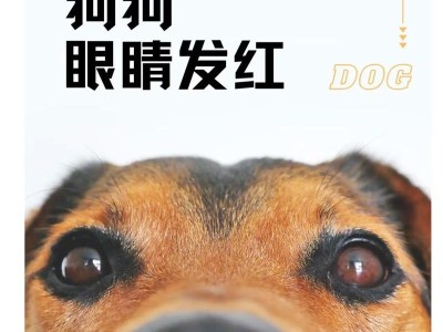 为什么狗狗晚上的眼睛不发亮（探究狗狗眼睛发亮的原因及特点）