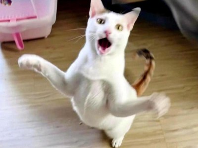 猫咪突然疯狂乱跳，这是为什么？