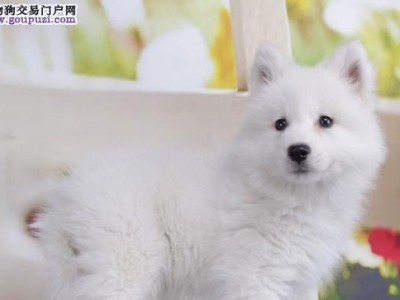以银狐犬为宠物——好养又漂亮如它惹人爱（了解银狐犬的性格、食物和健康问题，让你成为优秀的饲养者）
