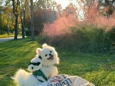 新手宠主的博美犬养成攻略（从小白到专家，打造幸福博美犬家庭）