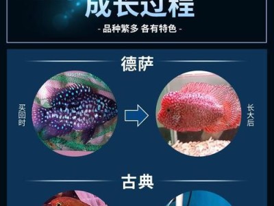 以罗汉鱼喂养为主题的照顾技巧与饲料选择（为了保持罗汉鱼的健康，必须注意适当的饮食和营养摄入）
