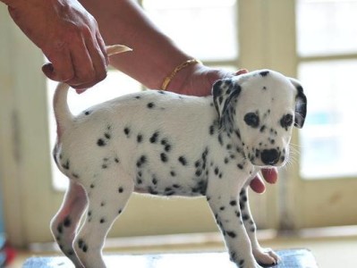 以大麦町犬为宠物的饲养方法（了解大麦町犬的生活习性与健康护理）