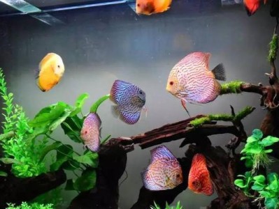 神仙鱼的饲养方法