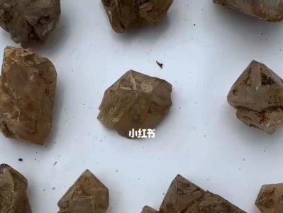黄泥龟的饲养方法（做好这15点让黄泥龟健康成长）