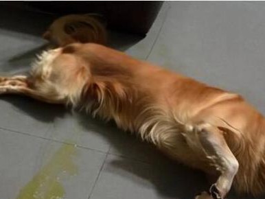 狗狗炎症的症状及处理方法（了解狗狗炎症，守护宠物健康）