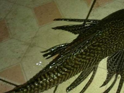 如何养清道夫鱼成为宠物爱好者的首选？（了解清道夫鱼的特点，打造健康幸福的宠物生活）