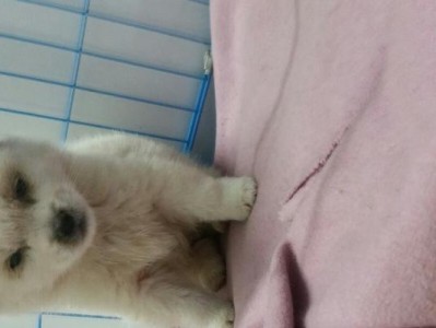 狗狗肚子一直叫拉稀，应该怎么办？（宠物肠胃疾病的症状、原因及治疗方法）