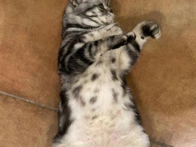 猫咪趴肚皮，享受舒适的时光（宠物猫咪为什么喜欢趴肚皮？）