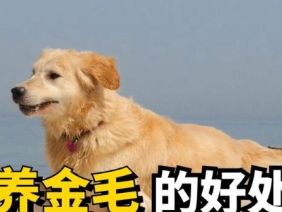 金毛犬养殖常见问题解答（关于金毛犬饲养的五个重要问题及解答）