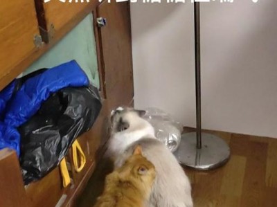 猫咪为何突然喘气？（探究猫咪喘气的原因及如何应对）
