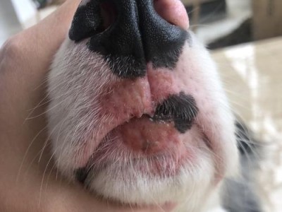 解决狗狗口臭问题的药物及方法大揭秘（快速消除狗狗口臭，让它恢复清新呼吸！）