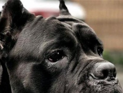 如何选择合适的母犬来繁殖卡斯罗什犬（母犬品质是繁殖成功的关键）